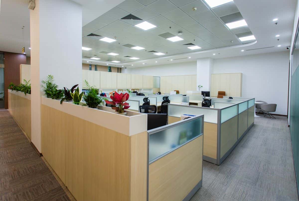 Bright open-plan office with plants and cubicles